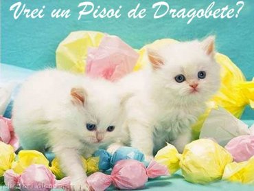 Vrei un pisoi de Dragobete?